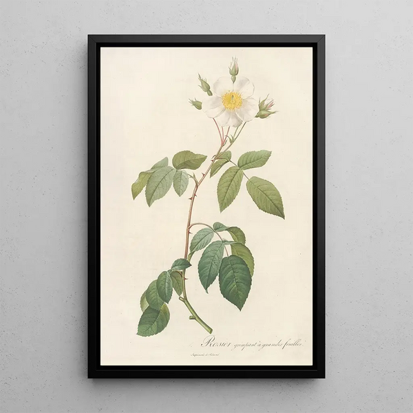 Pierre Joseph Redout - Rosa Sempervirens Latifolia.webp