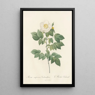 Pierre Joseph Redout - Rosa Sempervirens Leschenaultiana.webp