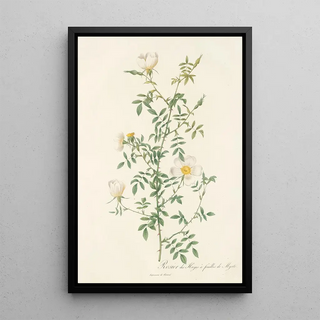 Pierre Joseph Redout - Rosa Sepium Myrti Folia.webp