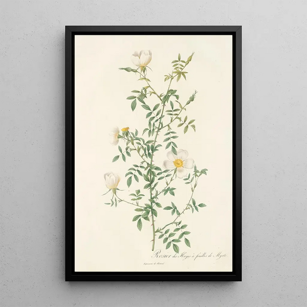Pierre Joseph Redout - Rosa Sepium Myrti Folia.webp