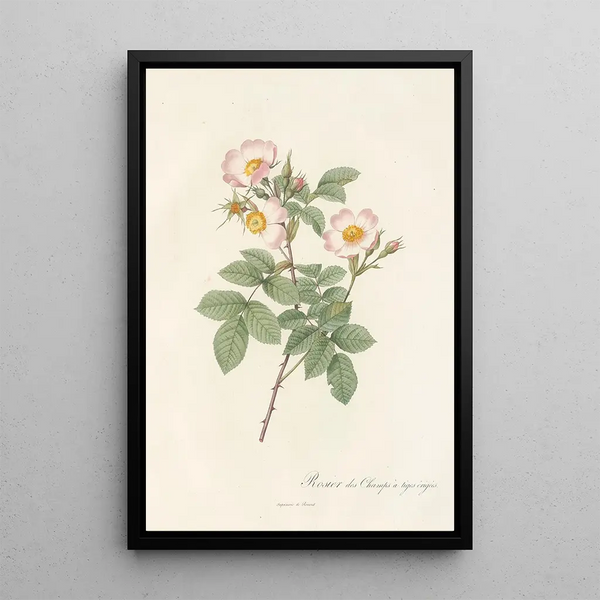 Pierre Joseph Redout - Rosa Stylosa.webp