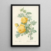 Rosa Sulfurea - Pierre Joseph Redouté — ingelijst kunstwerk aan de muur