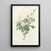Rosa Tomentosa - Pierre Joseph Redouté — ingelijst kunstwerk aan de muur