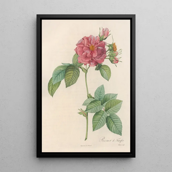 Pierre Joseph Redout - Rosa Turbinata.webp