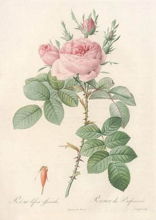 Pierre Joseph Redout - Rosa bifera Officinalis.webp