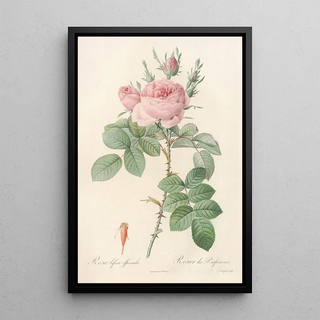 Pierre Joseph Redout - Rosa bifera Officinalis.webp