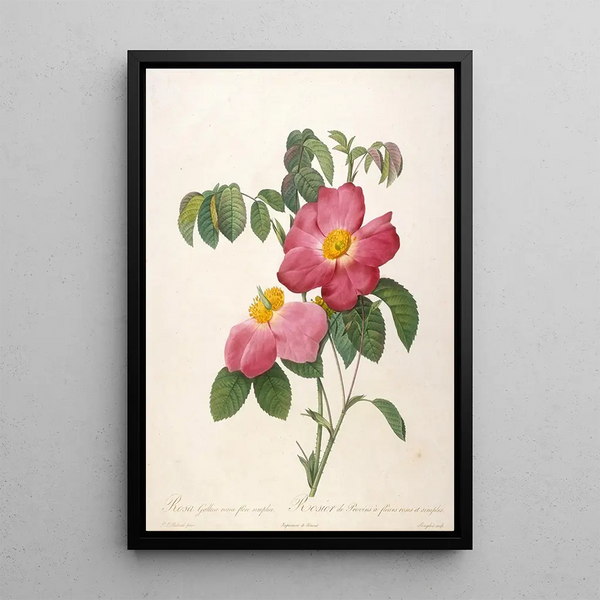Pierre Joseph Redout - Rosier de Provinsi a fleurs roses et simples from La Couronne Des Roses.webp