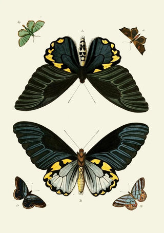 Pieter Cramer - De uitlandsche kapellen voorkomende in de drie waerelddeelen Asia Africa en America pl10.webp