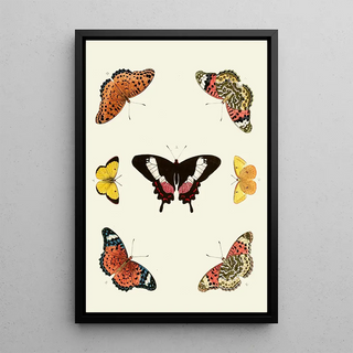 Pieter Cramer - De uitlandsche kapellen voorkomende in de drie waerelddeelen Asia Africa en America pl14.webp