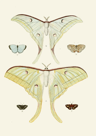 Pieter Cramer - De uitlandsche kapellen voorkomende in de drie waerelddeelen Asia Africa en America pl31.webp