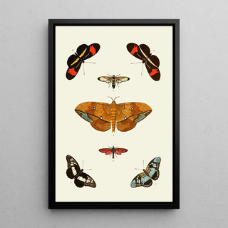 Pieter Cramer - De uitlandsche kapellen voorkomende in de drie waerelddeelen Asia Africa en America pl45.webp