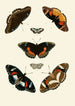 Les papillons exotiques des trois continents Asie Afrique et Amérique pl67 - Pieter Cramer — artwork view