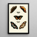 Les papillons exotiques des trois continents Asie Afrique et Amérique pl67 - Pieter Cramer — framed artwork on a wall
