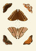 The exotic butterflies of the three continents Asia Africa and America pl69 - Pieter Cramer — artwork view