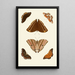 The exotic butterflies of the three continents Asia Africa and America pl69 - Pieter Cramer — framed artwork on a wall