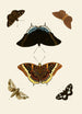 Les papillons exotiques des trois continents Asie Afrique et Amérique pl74 - Pieter Cramer — artwork view