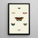 The exotic butterflies of the three continents Asia Africa and America pl92 - Pieter Cramer — framed artwork on a wall