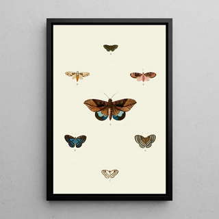 Pieter Cramer - De uitlandsche kapellen voorkomende in de drie waerelddeelen Asia Africa en America pl92.webp