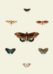 The exotic butterflies of the three continents Asia Africa and America pl92 - Pieter Cramer — artwork view