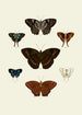 Les papillons exotiques des trois continents Asie Afrique et Amérique pl96 - Pieter Cramer — artwork view