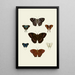 Les papillons exotiques des trois continents Asie Afrique et Amérique pl96 - Pieter Cramer — framed artwork on a wall