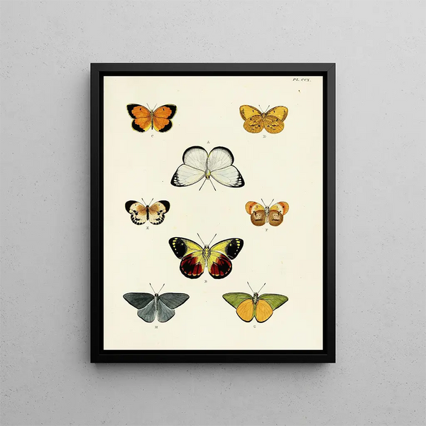 Pieter Cramer - Foreign butterflies occurring in the three continents Asia Africa and America Pl018.webp