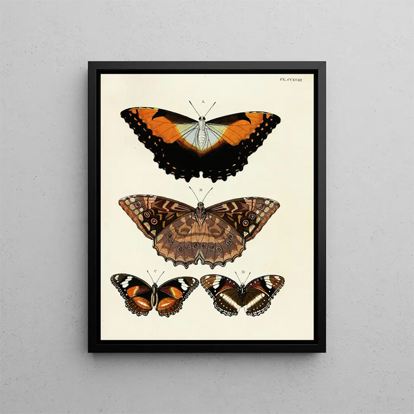 Pieter Cramer - Foreign butterflies occurring in the three continents Asia Africa and America Pl026.webp