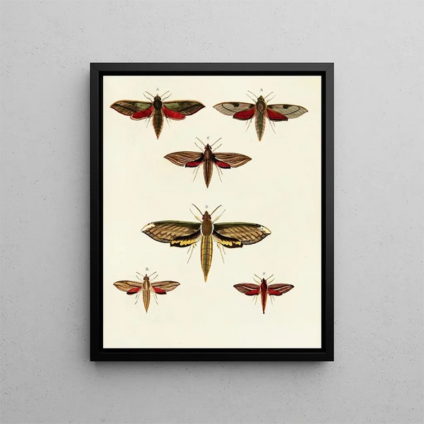 Pieter Cramer - Foreign butterflies occurring in the three continents Asia Africa and America Pl033.webp