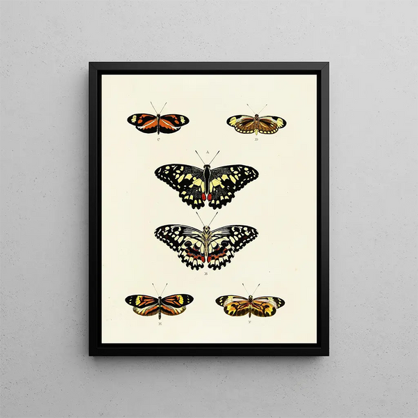 Pieter Cramer - Foreign butterflies occurring in the three continents Asia Africa and America Pl039.webp