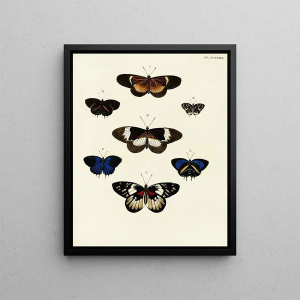 Pieter Cramer - Foreign butterflies occurring in the three continents Asia Africa and America Pl040.webp