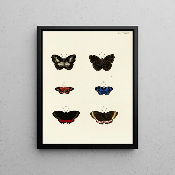 Pieter Cramer - Foreign butterflies occurring in the three continents Asia Africa and America Pl043.webp