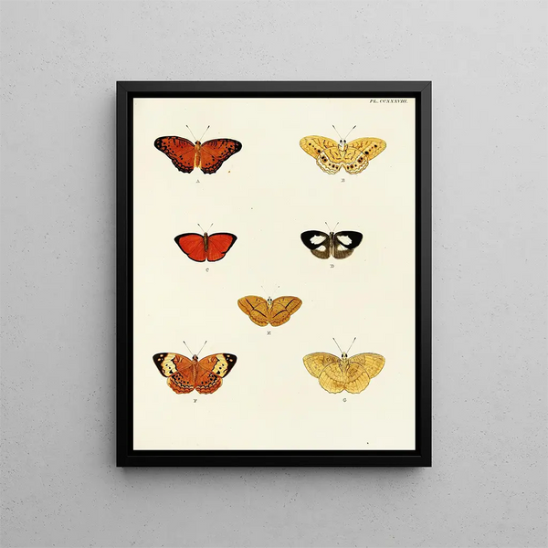 Pieter Cramer - Foreign butterflies occurring in the three continents Asia Africa and America Pl045.webp