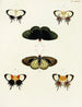 Vlinders van buitenlandse aanwezigheid op de drie continenten Azië, Afrika en Amerika Pl051 - Pieter Cramer — weergave van het kunstwerk