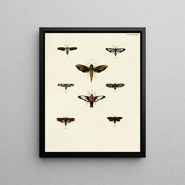 Pieter Cramer - Foreign butterflies occurring in the three continents Asia Africa and America Pl055.webp