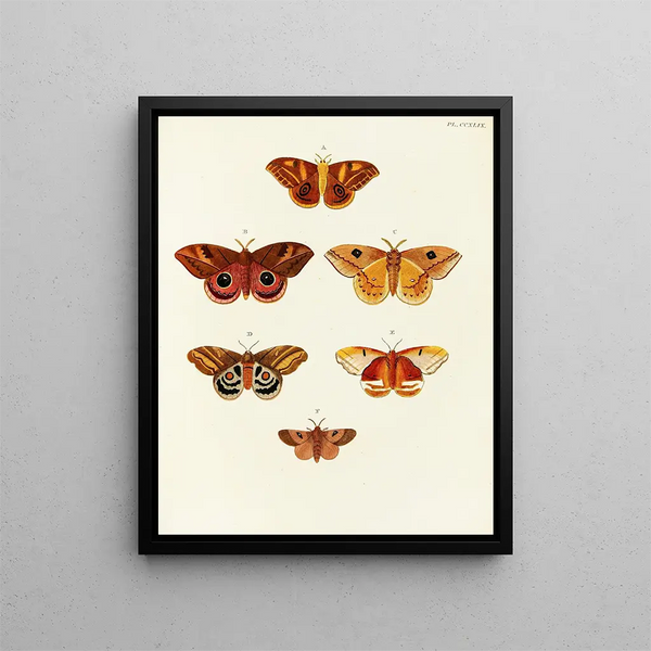 Pieter Cramer - Foreign butterflies occurring in the three continents Asia Africa and America Pl056.webp