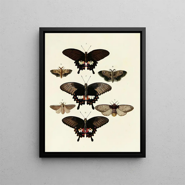 Pieter Cramer - Foreign butterflies occurring in the three continents Asia Africa and America Pl072.webp