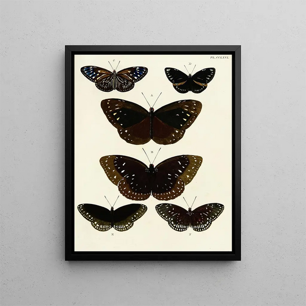 Pieter Cramer - Foreign butterflies occurring in the three continents Asia Africa and America Pl073.webp
