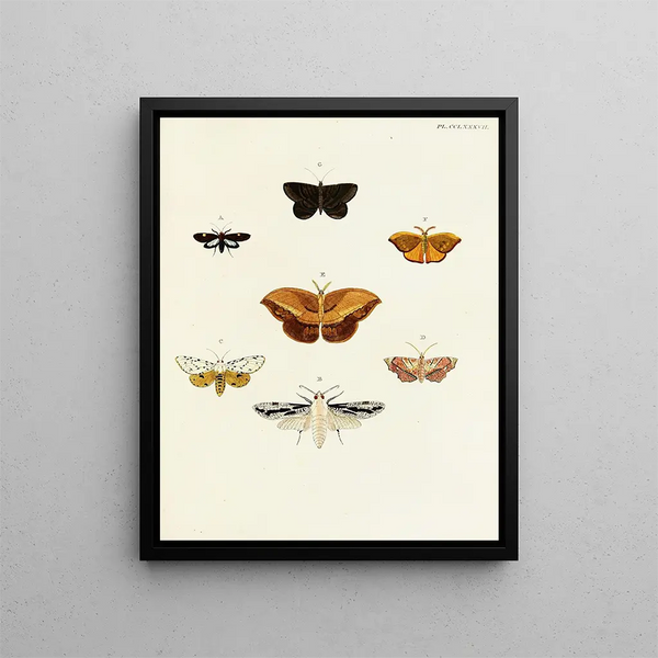 Pieter Cramer - Foreign butterflies occurring in the three continents Asia Africa and America Pl094.webp