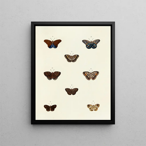 Pieter Cramer - Foreign butterflies occurring in the three continents Asia Africa and America Pl100.webp