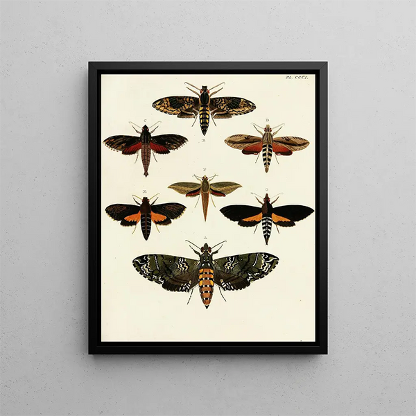 Pieter Cramer - Foreign butterflies occurring in the three continents Asia Africa and America Pl107.webp