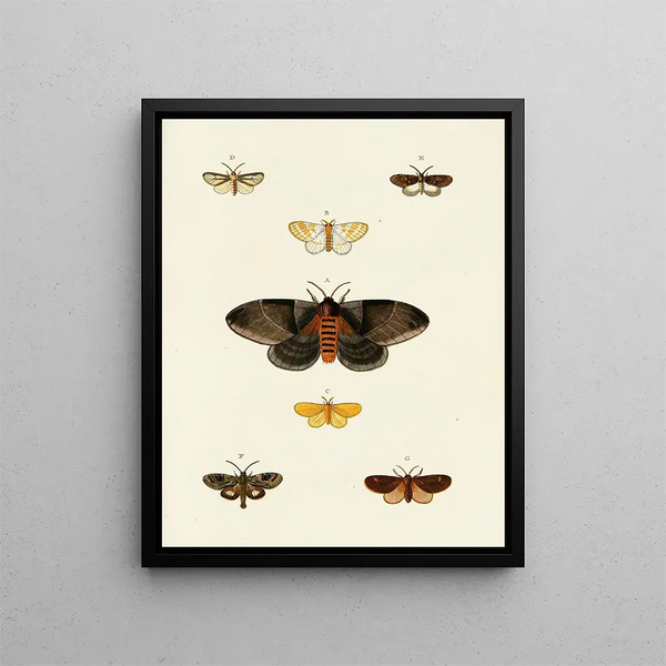 Pieter Cramer - Foreign butterflies occurring in the three continents Asia Africa and America Pl113.webp