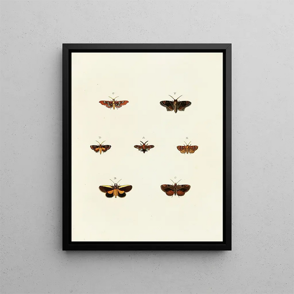 Pieter Cramer - Foreign butterflies occurring in the three continents Asia Africa and America Pl118.webp