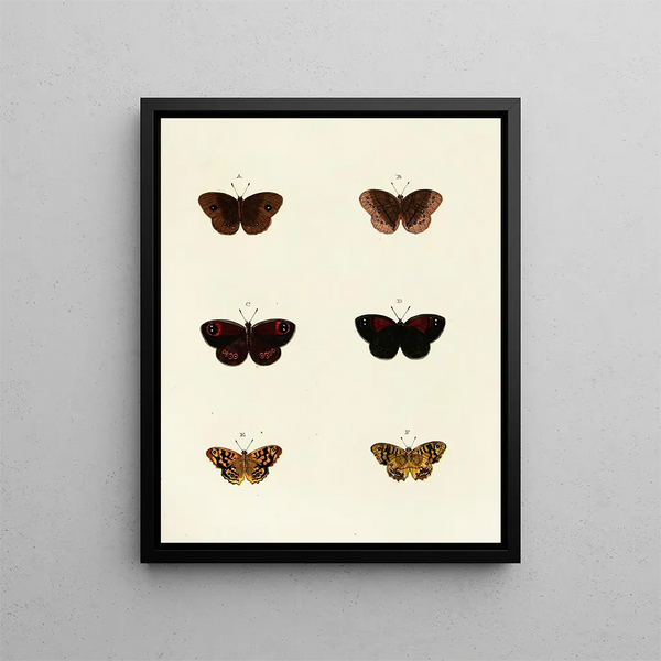Pieter Cramer - Foreign butterflies occurring in the three continents Asia Africa and America Pl120.webp