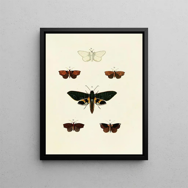 Pieter Cramer - Foreign butterflies occurring in the three continents Asia Africa and America Pl127.webp