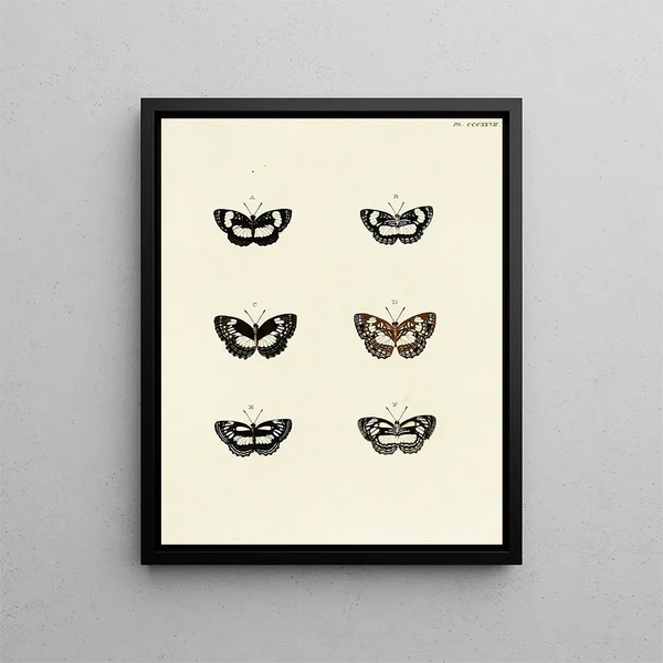 Pieter Cramer - Foreign butterflies occurring in the three continents Asia Africa and America Pl133.webp