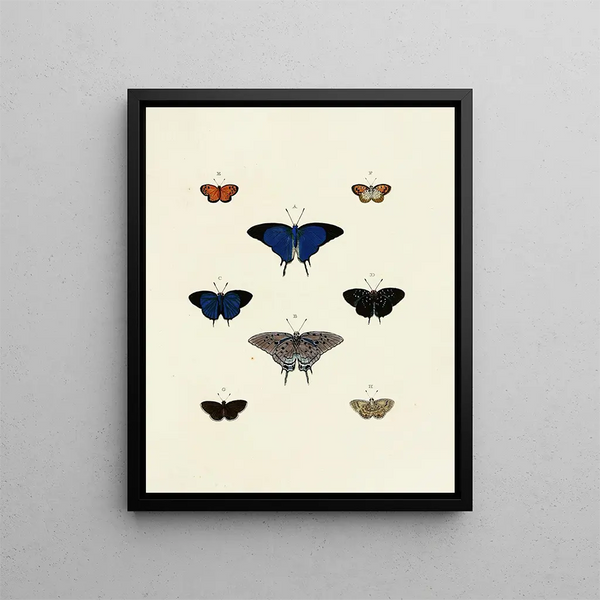 Pieter Cramer - Foreign butterflies occurring in the three continents Asia Africa and America Pl138.webp