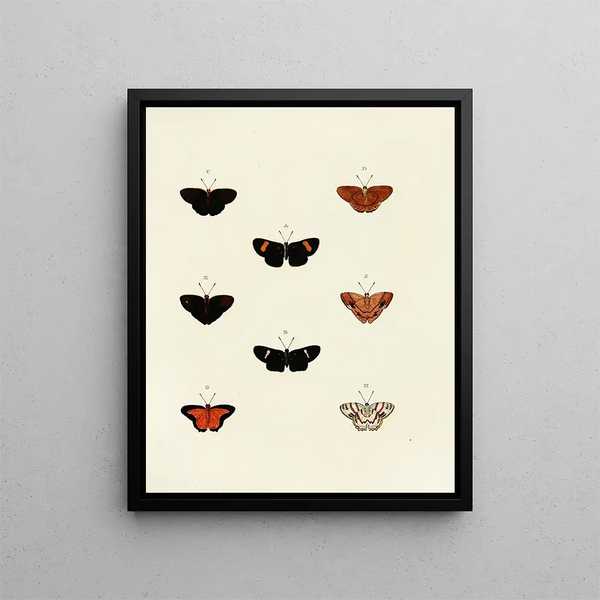 Pieter Cramer - Foreign butterflies occurring in the three continents Asia Africa and America Pl142.webp