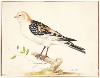 Pieter Holsteijn - En snespurv plectrophenax nivalis.webp