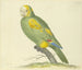 Groene Papegaai - Pieter Holsteijn — weergave van het kunstwerk