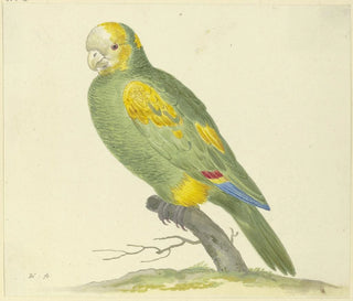 Groene Papegaai - Pieter Holsteijn — weergave van het kunstwerk